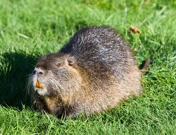 nutria(1).jpg